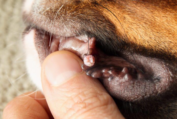 Dog wart removal can be accomplished through a variety of home and veterinary procedures.