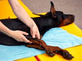 A doberman pinscher enjoys the benefits of dog stretching and massage.