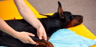 A doberman pinscher enjoys the benefits of dog stretching and massage.