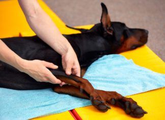 A doberman pinscher enjoys the benefits of dog stretching and massage.