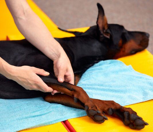 A doberman pinscher enjoys the benefits of dog stretching and massage.