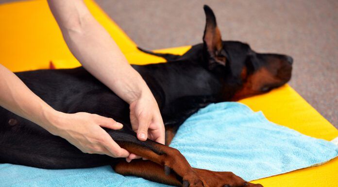 A doberman pinscher enjoys the benefits of dog stretching and massage.