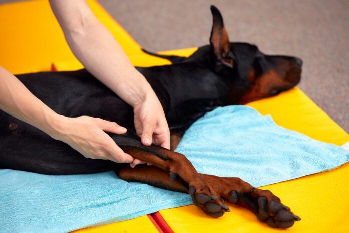 A doberman pinscher enjoys the benefits of dog stretching and massage.