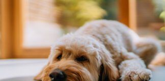 Dogs can take Zofran to relieve nausea due to medical treatment or illness.