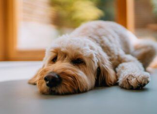 Can Dogs Take Zofran for Nausea? Dogs can take Zofran to relieve nausea due to medical treatment or illness.