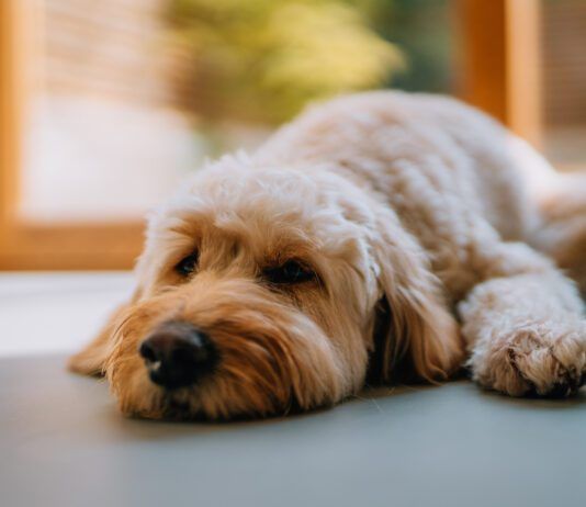 Dogs can take Zofran to relieve nausea due to medical treatment or illness.
