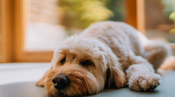 Dogs can take Zofran to relieve nausea due to medical treatment or illness.