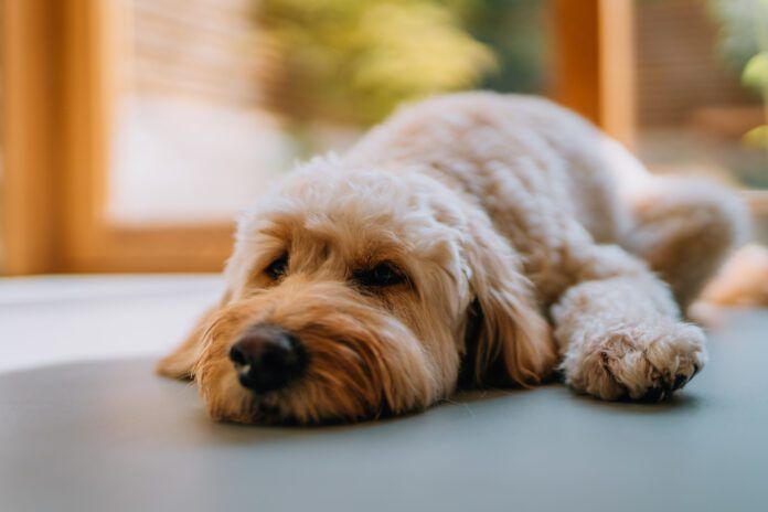 Dogs can take Zofran to relieve nausea due to medical treatment or illness.