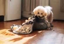 The Ins and Outs of Dog Stomach Gurgling A dog's stomach growling is usually normal and just means your dog is hungry.
