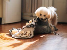A dog's stomach growling is usually normal and just means your dog is hungry.
