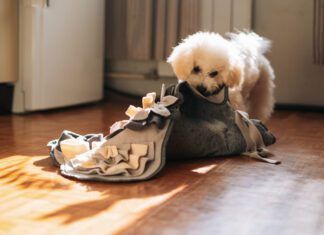 A dog's stomach growling is usually normal and just means your dog is hungry.