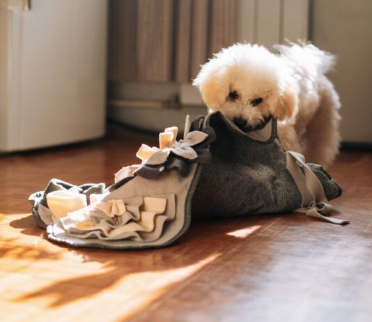 A dog's stomach growling is usually normal and just means your dog is hungry.