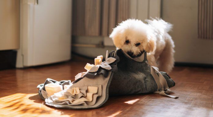 A dog's stomach growling is usually normal and just means your dog is hungry.