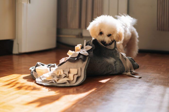 A dog's stomach growling is usually normal and just means your dog is hungry.
