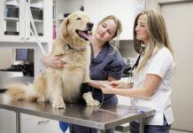 Cooperative care dog training can remove the difficulty of vet visits and grooming.