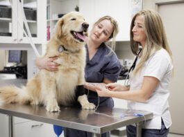 Cooperative care dog training can remove the difficulty of vet visits and grooming.