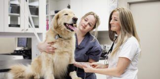 Cooperative care dog training can remove the difficulty of vet visits and grooming.