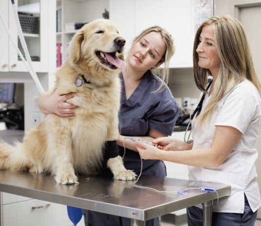 Cooperative Care Dog Training Cooperative care dog training can remove the difficulty of vet visits and grooming.
