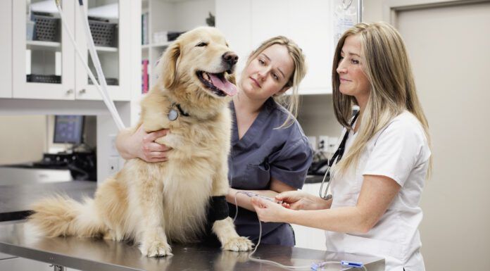 Cooperative Care Dog Training Cooperative care dog training can remove the difficulty of vet visits and grooming.