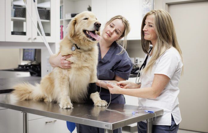 Cooperative care dog training can remove the difficulty of vet visits and grooming.