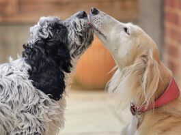 How To Introduce Dogs How to introduce dogs to each other? Well, the first step matters.