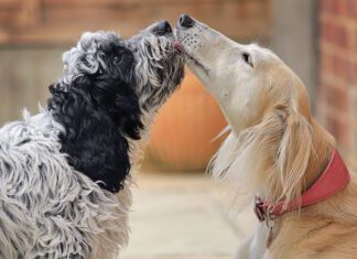 How to introduce dogs to each other? Well, the first step matters.