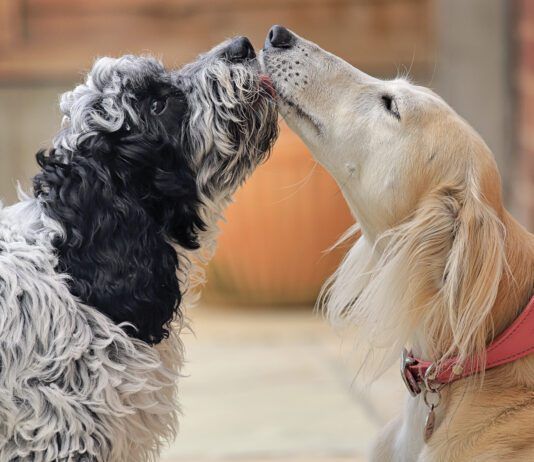 How To Introduce Dogs How to introduce dogs to each other? Well, the first step matters.