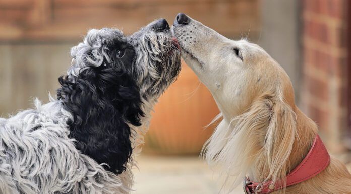 How To Introduce Dogs How to introduce dogs to each other? Well, the first step matters.