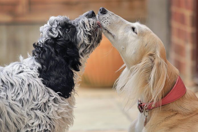 How to introduce dogs to each other? Well, the first step matters.