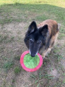 A Belgian Malinois taking Zofran to deal with nauseas from radiation therapy.