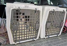 Choosing the Best Hard Dog Crate for Your Dog Hard dog crates can keep both large and small dogs safe during travel.