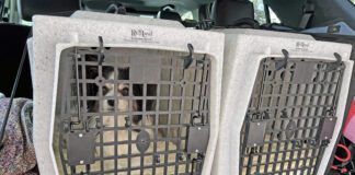 Hard dog crates can keep both large and small dogs safe during travel.