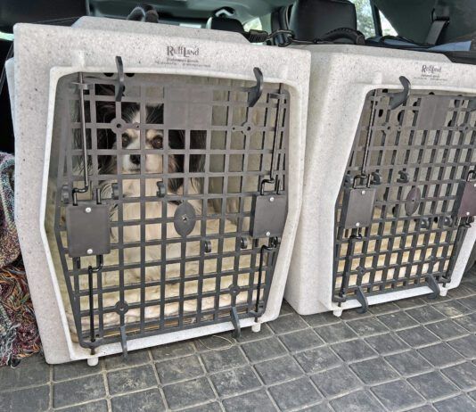Hard dog crates can keep both large and small dogs safe during travel.