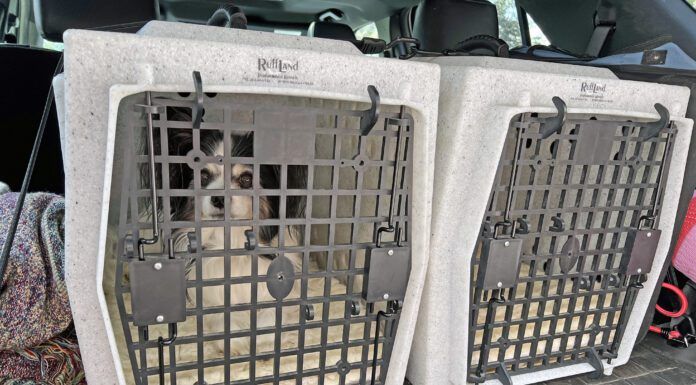Hard dog crates can keep both large and small dogs safe during travel.
