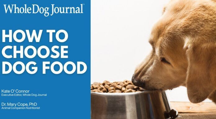 Video: How to Choose the Right Dog Food