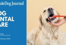 How to Take Care of Your Dog’s Teeth
