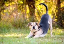 Why Does My Dog Keep Stretching? A dog may keep stretching to the point it may seem strange.