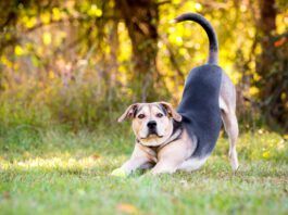 Why Does My Dog Keep Stretching? A dog may keep stretching to the point it may seem strange.