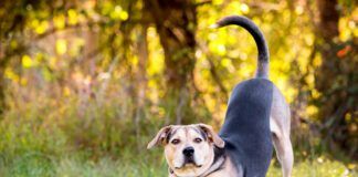 A dog may keep stretching to the point it may seem strange.