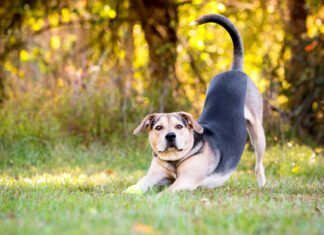 Why Does My Dog Keep Stretching? A dog may keep stretching to the point it may seem strange.