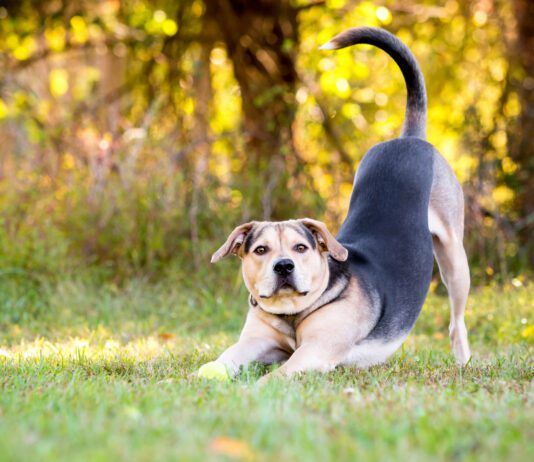 A dog may keep stretching to the point it may seem strange.