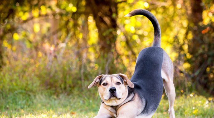 A dog may keep stretching to the point it may seem strange.