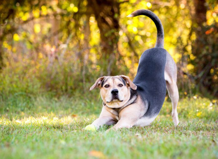A dog may keep stretching to the point it may seem strange.