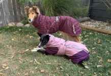 The best winter jackets for dogs fit well, and are compatible with your gear.