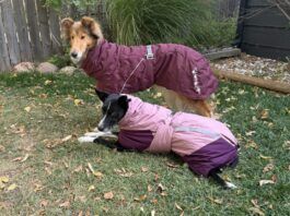 The best winter jackets for dogs fit well, and are compatible with your gear.