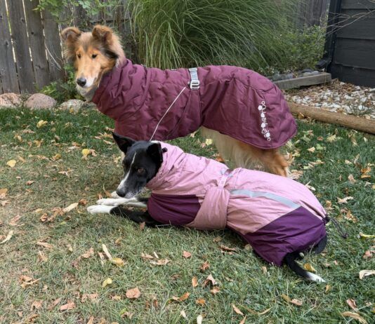 The best winter jackets for dogs fit well, and are compatible with your gear.