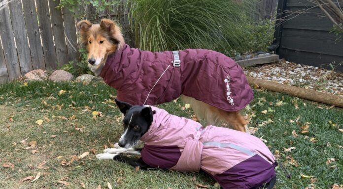 Best Dog Jackets for Winter The best winter jackets for dogs fit well, and are compatible with your gear.