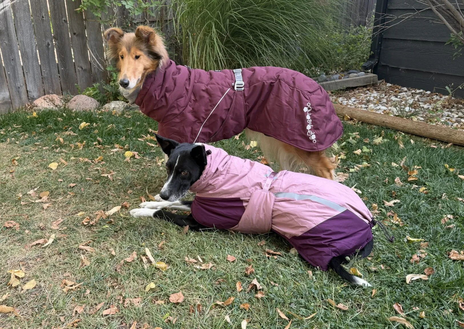Best Dog Jackets for Winter