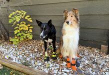 The best winter dog boots protect your dog's delicate paws during cold winters.