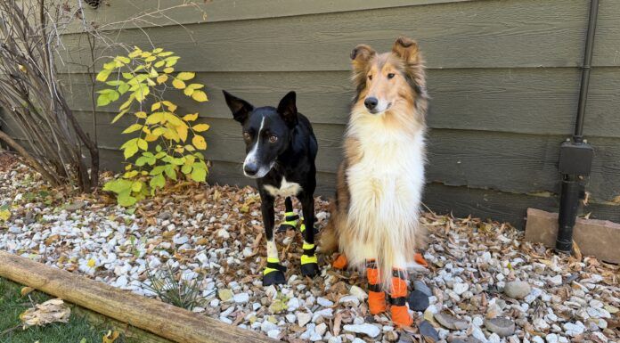 Best Winter Boots for Dogs The best winter dog boots protect your dog's delicate paws during cold winters.